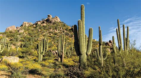 The Healthy Saguaro How To Spot Ailments In The Giant Cacti Phoenix