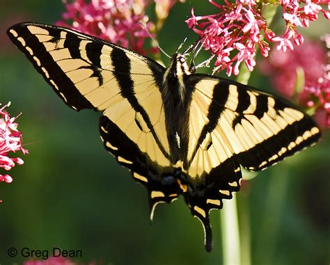 Western Tiger Swallowtail Papilio Rutulus Lucas 1852 Butterflies And