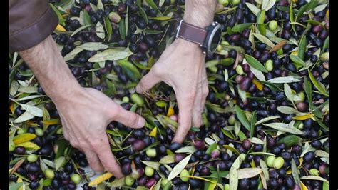 how extra virgin olive oil is made olive oil production educational video insiders wine