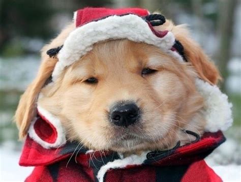 Here you can find the best christmas puppy wallpapers uploaded by our. 12 Pet Safety Tips for Christmas - 3MillionDogs