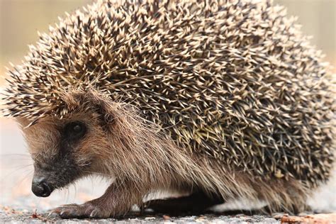 Hedgehog Walking At Forest Stock Image Image Of Quill 55881919