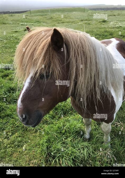 Skewbald Shetland Pony Hi Res Stock Photography And Images Alamy