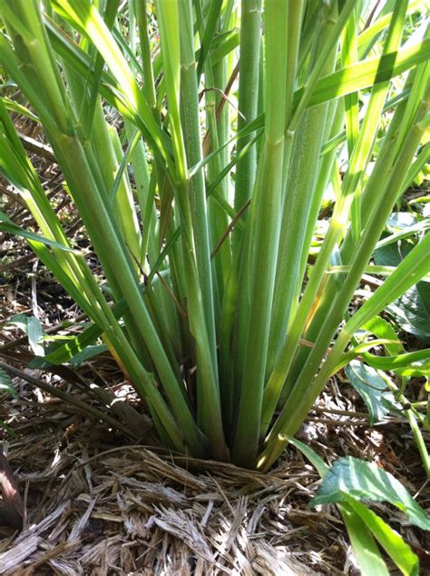 When we refer to transplanting, we mean the act of moving seedlings. The Beauty and Ease of Growing Lemongrass - UT Market ...