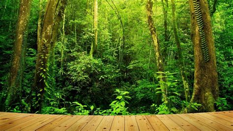 Amazon Rainforest Wallpapers Top Free Amazon Rainforest Backgrounds