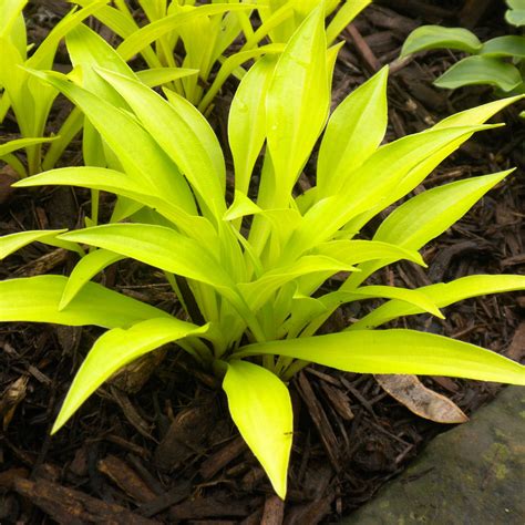 Munchkin Fire Hosta ~ This Is A New Introduction Of A Miniature Hosta
