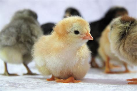 Cute Baby Chicks Free Stock Photo Public Domain Pictures