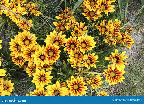 Yellow Flowers In The Garden Stock Image Image Of Color Colorful