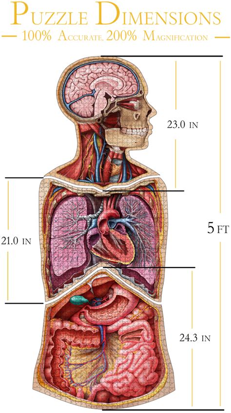 Anatomy at earth's lab is a free virtual human anatomy portal with detailed models of all human body systems. Human Anatomy Jigsaw Puzzles: Real Biology, Larger-Than ...