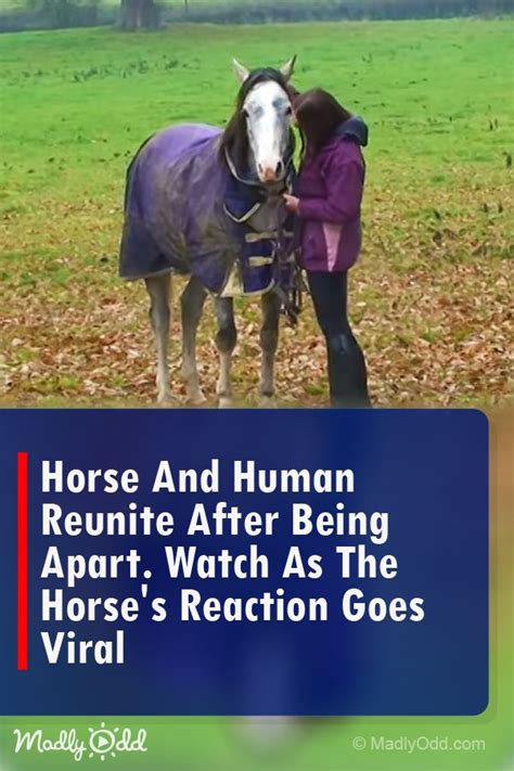Like Any Bond Between Two People The Bond Between Humans And Horse