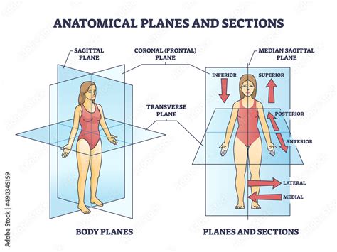 Anatomical Planes Or Sections For Human Medical Body Division Outline