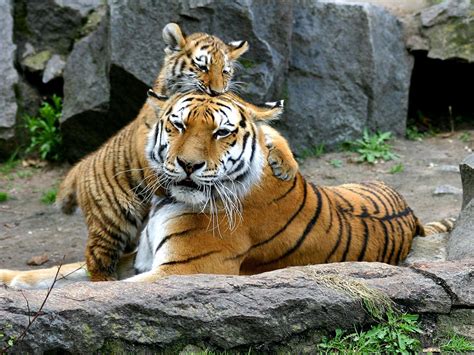 Tiger Baby With Tiger Mother Hd Desktop Wallpaper Widescreen High