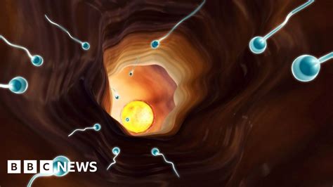 Sperm Swimming Technique All Down To Simple Maths Bbc News