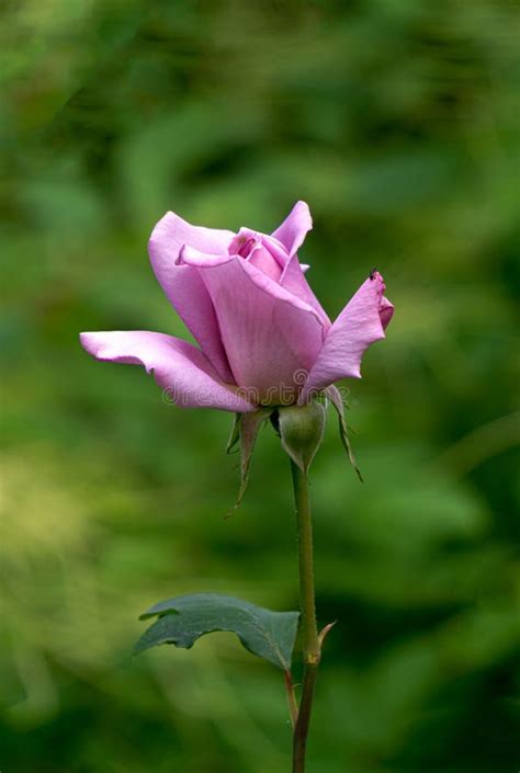 Beautiful Pink Rose Bud In The Garden Stock Image Image Of Fragrance