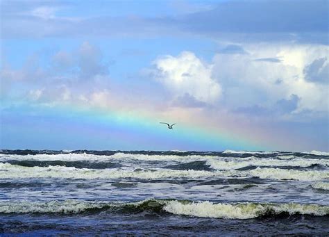 Sea Rainbow Seagull Wave Water Nature Sky Clouds Landscape