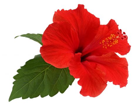 What Is Hawaii S State Flower With Pictures