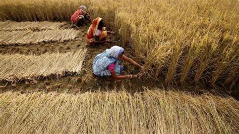 Enjoying The Fruits Of Their Labour The Hindu