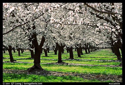 Jul 03, 2021 · flowering trees are really one of the easiest and most rewarding ways to beautify your yard. Picture/Photo: Orchards trees in blossom, Central Valley ...