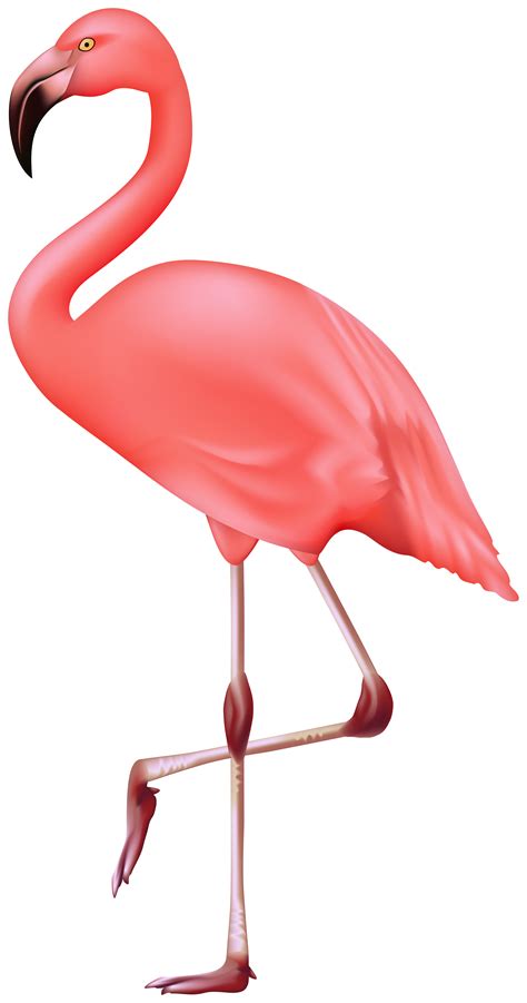 Flamingo clipart high re, Flamingo high re Transparent FREE for download on WebStockReview 2020