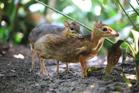 Mouse Deer Khao Sok National Park Thailand