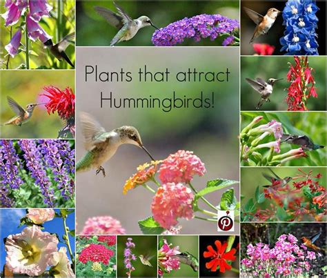 Apr 08, 2021 · kenn and kimberly: 22 best Illinois Native Plants images on Pinterest ...