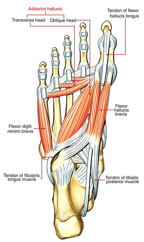 Easy Notes On 【Adductor Hallucis】Learn in Just 4 Minutes! – Earth's Lab