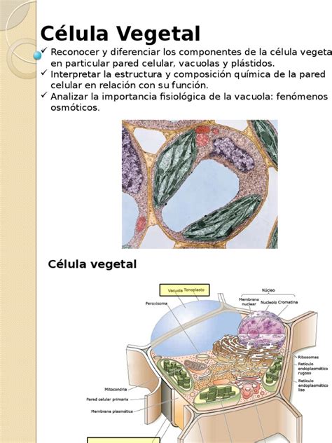 Botanica Celula Vegetal