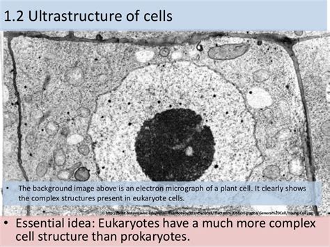 12 Ultrastructure Of Cells