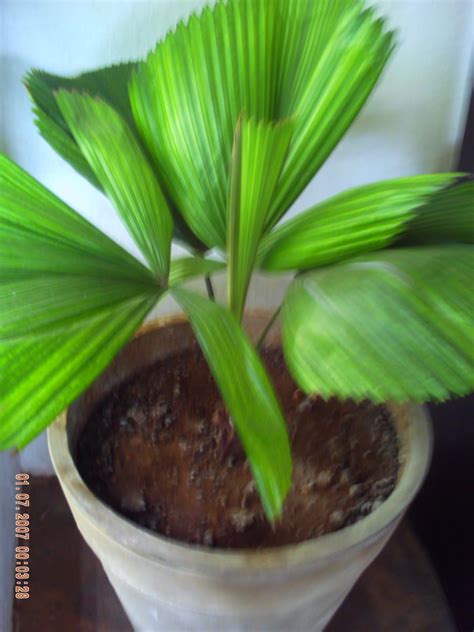 Suas folhas, de lâmina partida, em forma de leque ou pena, variam muito em tamanho e medem de poucos centímetros a. Palmeiras: Palmeira licuala