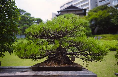 Top Oldest Bonsai Tree In The World Don T Miss Out Leafyzen