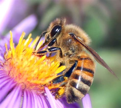 Honey Bee Species Modern Farming Methods