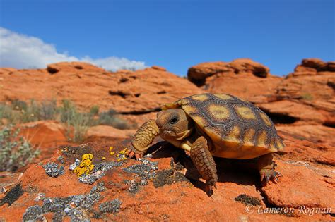 Desert Tortoise Habitat