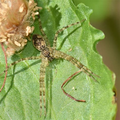 However, daddy long legs spiders have been known to prey on, kill and eat other spiders, including the infamous redback spiders whose venom what do daddy long legs spiders eat? Fishing Spider - AAA Exterminators