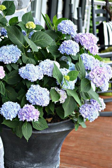 Planting Hydrangeas In Pots Urns And Planters Stonegable In 2020