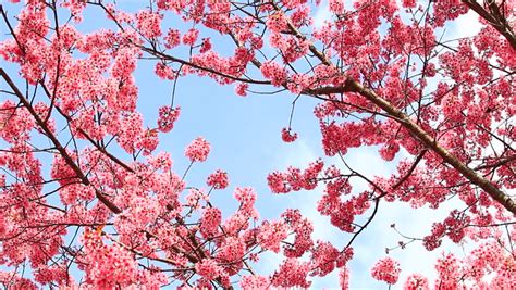 Sakura Tree Background 4k Cherry Blossom Desktop Wallpapers