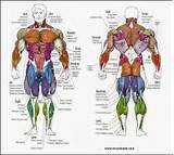 Names Core Muscles