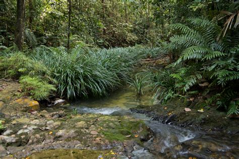 Rekreační pronájmy v ayer hitam forest reserve. Ayer Hitam Forest Reserve, Puchong - Rainforest Journal