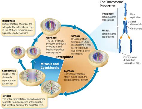 Infographic The Cell Cycle How Cells Reproduce The Best Porn Website
