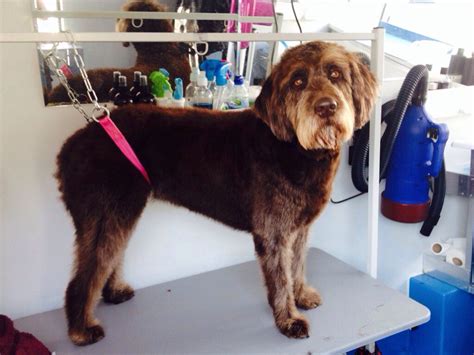 Up to this point, handling and brushing your puppy everyday will. Labradoodle after her groom. | Labradoodle, Grooming, Animals