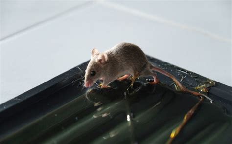 How Effective Are Glue Traps for Keeping Mice Out of Your Laurel Home