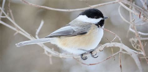 Birds In Winter Photos Hd Wallpapers Pics