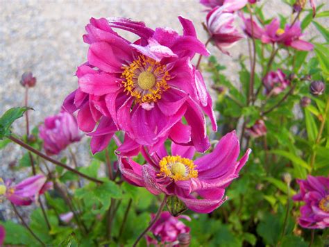 Buy Anemone Plants In Variety By Mail Order