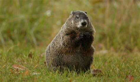 Woodchuck Removal Professional Wildlife Removal Services For