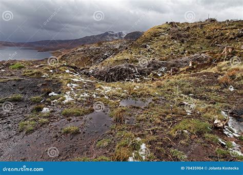 Stumps Of Devastated Trees In Mountains Stock Photo Image Of Disaster