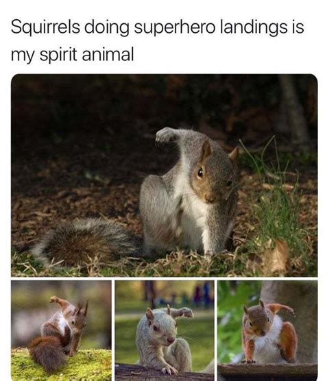 Squirrels Doing Superhero Landings Meme By Sugartown Memedroid