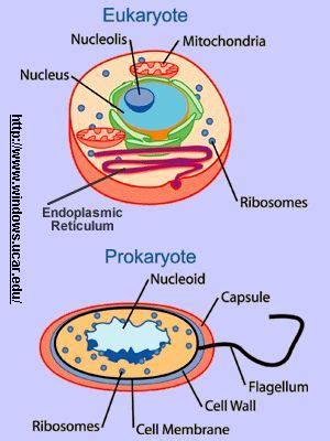 10 best Cell Parts / Biology Project images on Pinterest | Cell parts