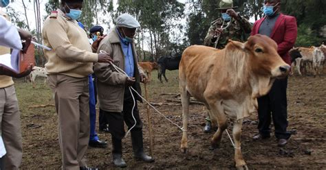 Stolen Cows Recovered In Laikipia Kenya News Agency