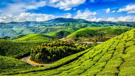 Green Tea Plantations In Munnar Kerala India Nature Stock Photos