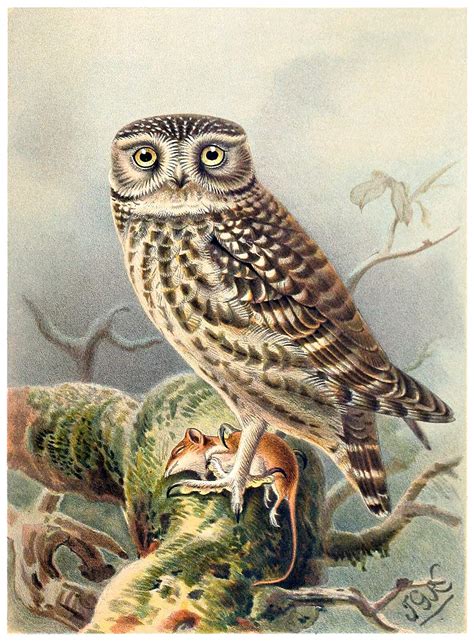 Little Owl - Old Book Illustrations