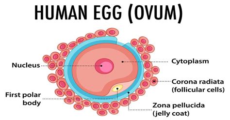Bad Egg Quality Symptoms Causes Diagnosis And Treatment