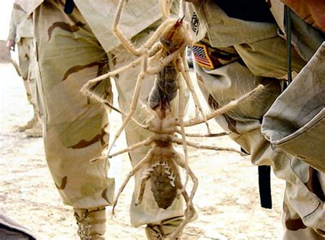 Arachnida is one of the classes of the subphylum chelicerata (including horseshoe crabs, sea scorpions, and sea spiders). Here's Why Camel Spiders Are The Scariest Creatures On ...
